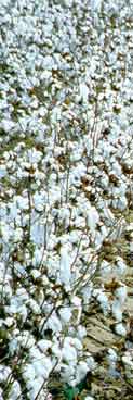 Cotton picture