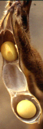 Soybean picture