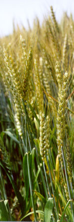 Wheat picture