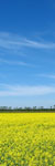 Canola picture