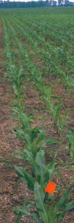 Corn picture